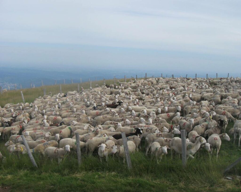 Brebis parquées en estive